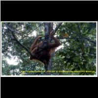 12367 083 bei Kuting Orang Utans Malaysia 2006 Sarawak.jpg